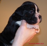 /album/fotogaleria-vrh-j-litter-j-miot-j-7-4-2013/ajacarta-jpg/