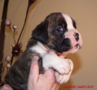 /album/fotogaleria-vrh-j-litter-j-miot-j-7-4-2013/dscf5160-jpg/