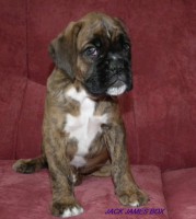 /album/fotogaleria-vrh-j-litter-j-miot-j-28-4-2013/dscf5423-jpg/