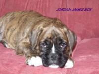 /album/fotogaleria-vrh-j-litter-j-miot-j-28-4-2013/dscf5459-jpg/