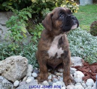 /album/fotogaleria-vrh-l-litter-l-miot-l-26-10-2013/dscf7109-jpg/