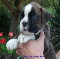 /album/fotogaleria-vrh-l-litter-l-miot-l-26-10-2013/dscf7061-jpg/