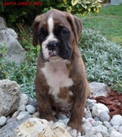 /album/fotogaleria-vrh-l-litter-l-miot-l-26-10-2013/dscf7135-jpg/