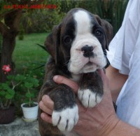 /album/fotogaleria-vrh-l-litter-l-miot-l-26-10-2013/dscf7142-jpg/