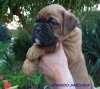 /album/fotogaleria-vrh-l-litter-l-miot-l-26-10-2013/dscf7118-jpg/