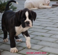 /album/fotogaleria-vrh-n-litter-n-miot-n-8-5-2014/dscf8367-jpg/