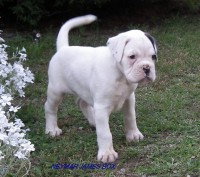 /album/fotogaleria-vrh-n-litter-n-miot-n-8-5-2014/dscf8280-jpg/