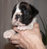 /album/fotogaleria-vrh-d-litter-d-miot-d-18-12-2019/dscf4931-jpg/