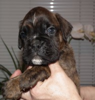 /album/fotogaleria-vrh-d-litter-d-miot-d-18-12-2019/dscf4961-jpg/