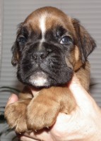 /album/fotogaleria-vrh-d-litter-d-miot-d-18-12-2019/dscf4989-jpg/