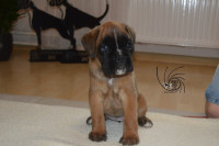 /album/vrh-a3-litter-a3-miot-a3/dsc-6065-jpg/