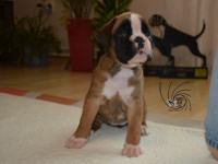 /album/vrh-a3-litter-a3-miot-a3/dsc-6093-jpg/