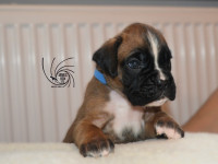 /album/vrh-b-litter-b-miot-b/dsc-6685-jpg/