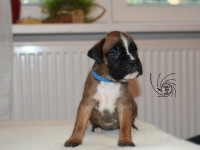 /album/vrh-b-litter-b-miot-b/dsc-6694-jpg/