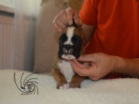 /album/vrh-b-litter-b-miot-b/dsc-6796-jpg/