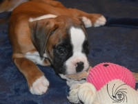 /album/vrh-b-litter-b-miot-b/dsc-7454-jpg/