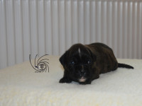 /album/fotogaleria-vrh-c3-litter-c3-miot-c3/dsc-7715-jpg/