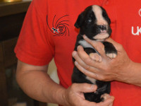 /album/fotogaleria-vrh-c3-litter-c3-miot-c3/dsc-7723-jpg/