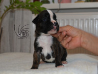 /album/vrh-d3-litter-d3-miot-d3/dsc-8245-jpg/