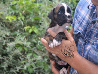 /album/vrh-d3-litter-d3-miot-d3/dsc-8443-jpg/