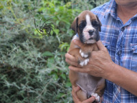 /album/vrh-e3-litter-e3-miot-e3/dsc-8408-jpg/