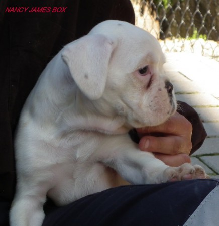 NANCY JAMES BOX - reserved